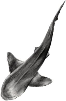 Nus for Design_Tatuaje_Tiburón