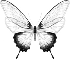 Nus for Design_Tatuaje_Mariposa
