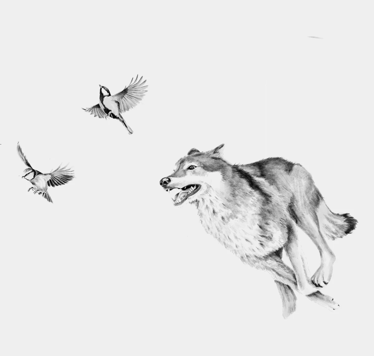 Lobo - Nus for Design