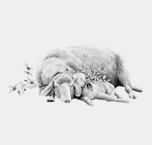 Ovejas - lámina ilustrada