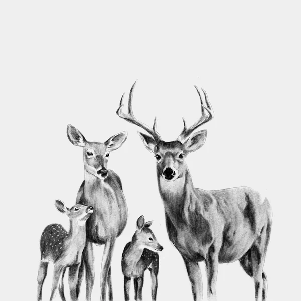 Familia de ciervos - lámina ilustrada