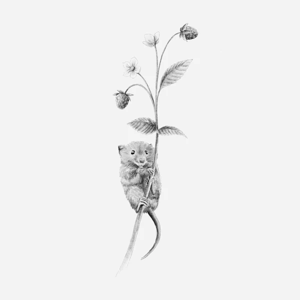 Ratón - lámina ilustrada
