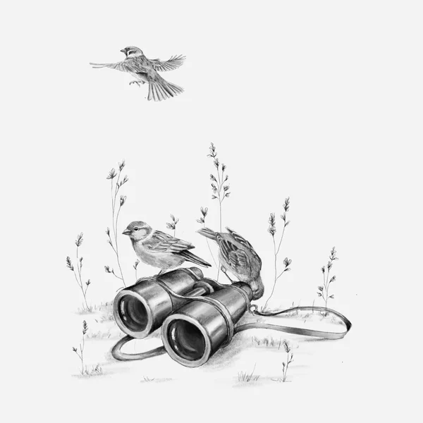 Pájaros - lámina ilustrada