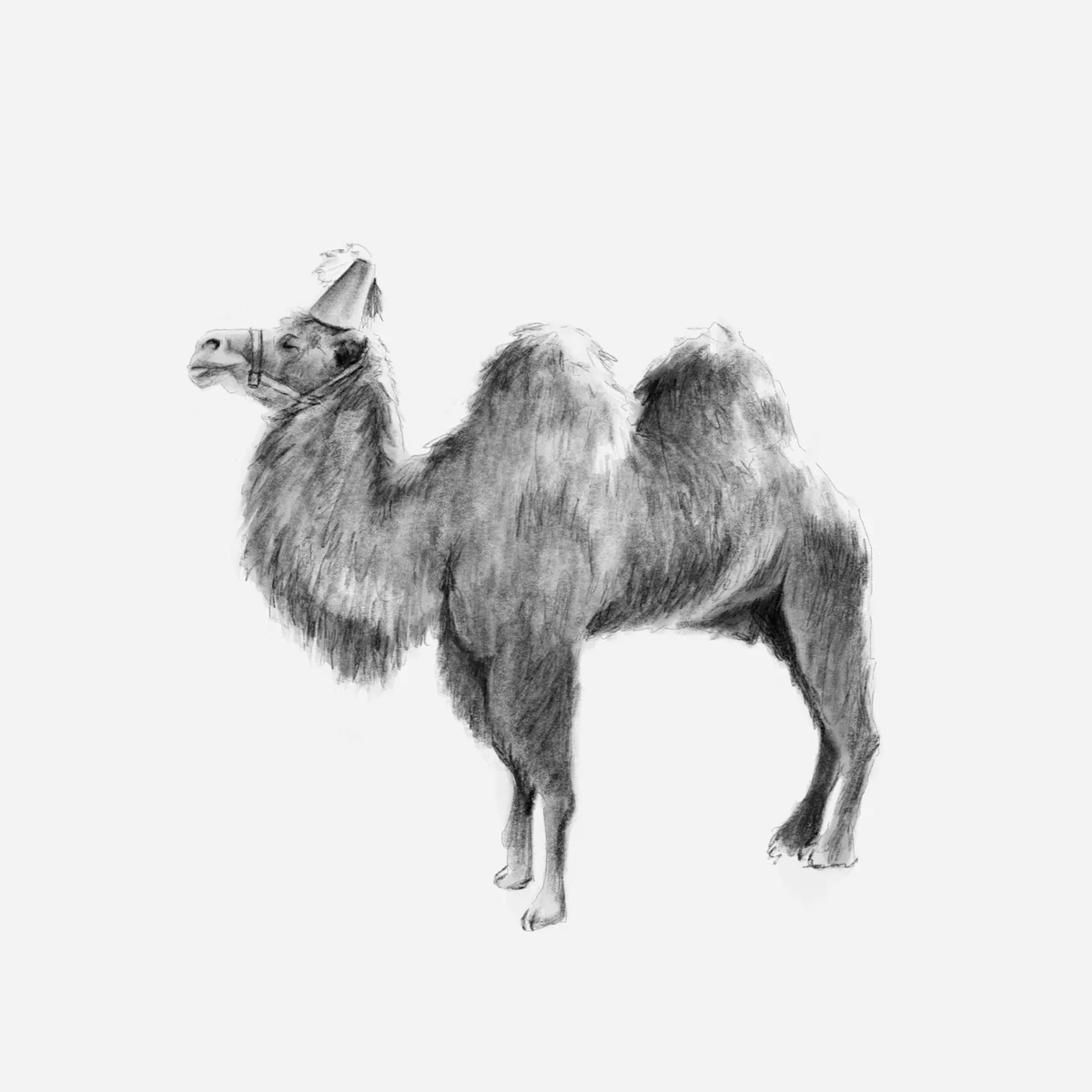Camello - Nus for Design