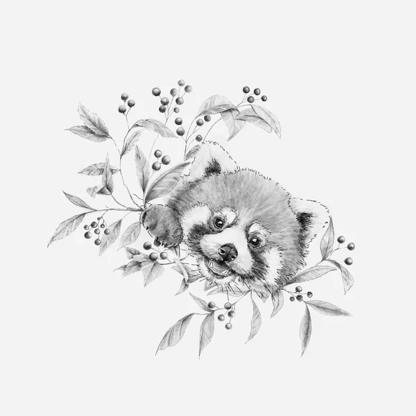 Panda rojo - lámina ilustrada