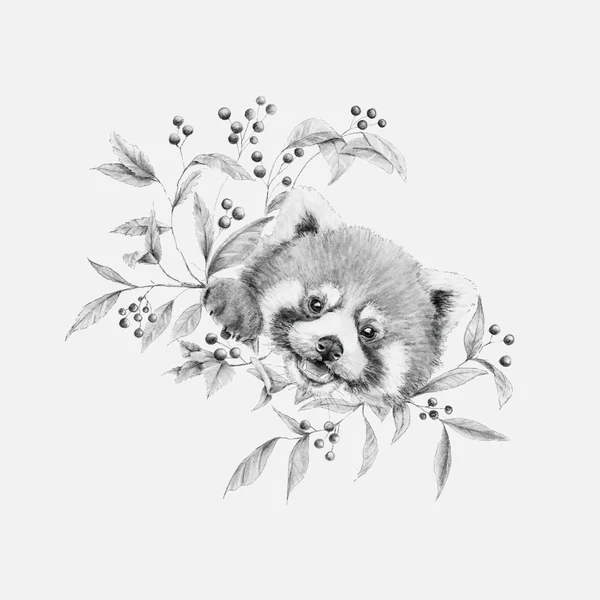 Lámina Panda rojo - lámina ilustrada