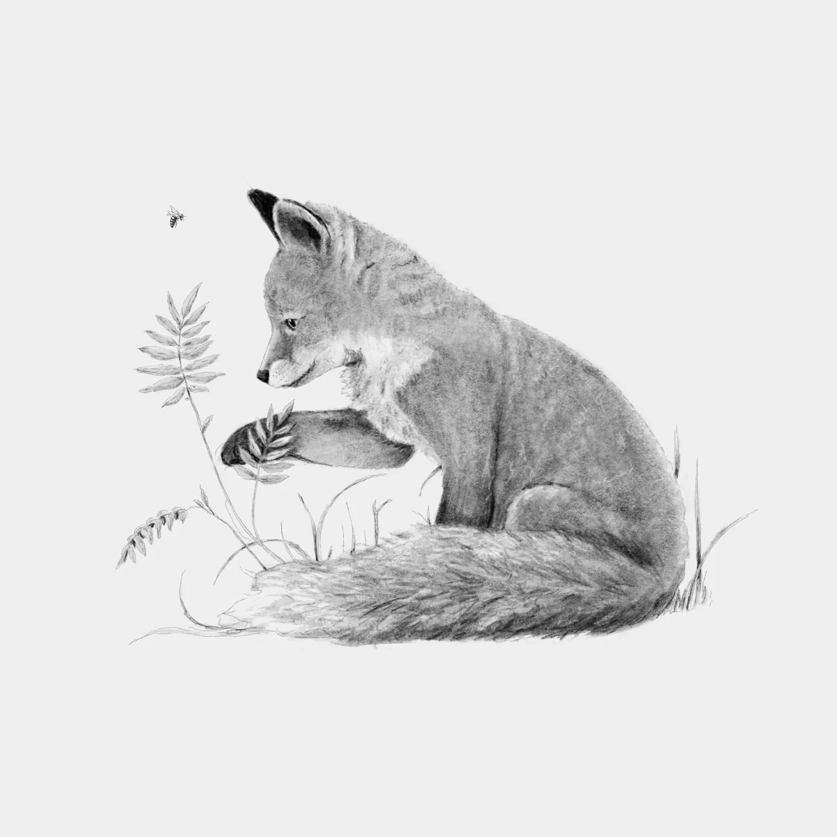 Curious fox - illustrated art print