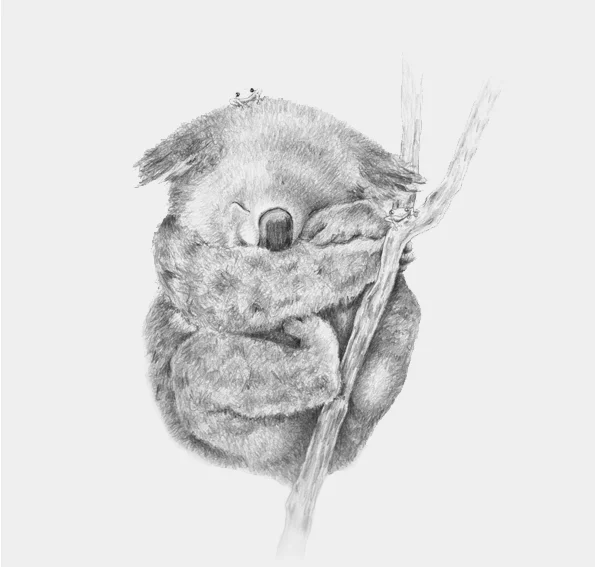 Lámina Koala - lámina ilustrada